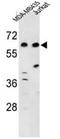 Protein Dos antibody, AP50511PU-N, Origene, Western Blot image 