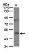 Lipoic acid synthetase antibody, orb69902, Biorbyt, Western Blot image 