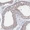 Cilia And Flagella Associated Protein 46 antibody, NBP1-90773, Novus Biologicals, Immunohistochemistry paraffin image 