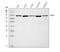 G Protein-Coupled Receptor Kinase 3 antibody, A32254-1, Boster Biological Technology, Western Blot image 