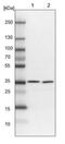 Phosducin-like protein 3 antibody, NBP1-80626, Novus Biologicals, Western Blot image 