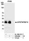 CD357 antibody, A700-068, Bethyl Labs, Immunoprecipitation image 