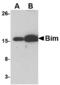 BCL2 Like 11 antibody, MBS150041, MyBioSource, Western Blot image 