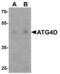 Autophagy Related 4D Cysteine Peptidase antibody, MBS153423, MyBioSource, Western Blot image 