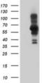 PDZ and LIM domain protein 5 antibody, NBP2-01877, Novus Biologicals, Western Blot image 