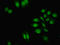 Zinc Finger Protein 529 antibody, LS-C395038, Lifespan Biosciences, Immunofluorescence image 