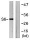 Ribosomal Protein S6 antibody, orb95174, Biorbyt, Western Blot image 