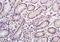 Nanog Homeobox Retrogene P8 antibody, orb100546, Biorbyt, Immunohistochemistry paraffin image 