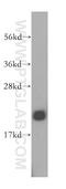 Heme-binding protein 1 antibody, 16842-1-AP, Proteintech Group, Western Blot image 