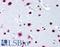 HET antibody, LS-B1712, Lifespan Biosciences, Immunohistochemistry frozen image 