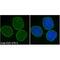 Spectrin Repeat Containing Nuclear Envelope Protein 2 antibody, MBS375178, MyBioSource, Immunofluorescence image 