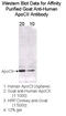 Apolipoprotein C2 antibody, 32A-G2a, Academy Bio-Med, Western Blot image 