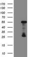 GATA Binding Protein 3 antibody, TA809219, Origene, Western Blot image 