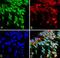 Neuronal Differentiation 1 antibody, ab16508, Abcam, Immunocytochemistry image 
