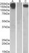 FMS antibody, TA311324, Origene, Western Blot image 