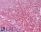 REL Proto-Oncogene, NF-KB Subunit antibody, LS-B6495, Lifespan Biosciences, Immunohistochemistry frozen image 