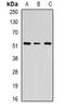 Chloride Channel Accessory 4 antibody, orb10419, Biorbyt, Western Blot image 