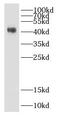 Desert Hedgehog Signaling Molecule antibody, FNab02366, FineTest, Western Blot image 