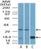CD152 antibody, NBP2-31143, Novus Biologicals, Western Blot image 