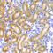 Ribophorin I antibody, LS-C334910, Lifespan Biosciences, Immunohistochemistry frozen image 