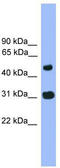 Family With Sequence Similarity 13 Member C antibody, TA336195, Origene, Western Blot image 