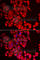 Glutaminyl-Peptide Cyclotransferase antibody, A6711, ABclonal Technology, Immunofluorescence image 