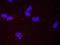 Replication factor C subunit 4 antibody, NB100-403, Novus Biologicals, Proximity Ligation Assay image 