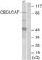 Chondroitin Polymerizing Factor 2 antibody, abx014359, Abbexa, Western Blot image 