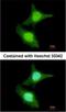 Capping Actin Protein, Gelsolin Like antibody, NBP2-15259, Novus Biologicals, Immunofluorescence image 