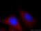 Fumarate Hydratase antibody, 10966-1-AP, Proteintech Group, Immunofluorescence image 
