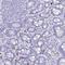 Myeloid Associated Differentiation Marker Like 2 antibody, PA5-61749, Invitrogen Antibodies, Immunohistochemistry paraffin image 