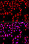 Cdc42 Guanine Nucleotide Exchange Factor 9 antibody, 23-314, ProSci, Immunofluorescence image 