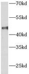 Arrestin Domain Containing 3 antibody, FNab00608, FineTest, Western Blot image 
