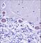 KDEL Endoplasmic Reticulum Protein Retention Receptor 2 antibody, LS-C165466, Lifespan Biosciences, Immunohistochemistry frozen image 