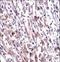 Egl-9 Family Hypoxia Inducible Factor 3 antibody, LS-C167663, Lifespan Biosciences, Immunohistochemistry frozen image 
