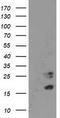 Cyclin Dependent Kinase Inhibitor 3 antibody, CF503580, Origene, Western Blot image 