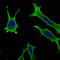 RAB10, Member RAS Oncogene Family antibody, M03588, Boster Biological Technology, Immunofluorescence image 