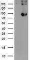 Prolyl 3-Hydroxylase 1 antibody, TA505090, Origene, Western Blot image 