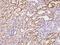 Monooxygenase DBH Like 1 antibody, 203354-T08, Sino Biological, Immunohistochemistry frozen image 