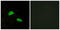 Probable G-protein coupled receptor 174 antibody, LS-C120619, Lifespan Biosciences, Immunofluorescence image 