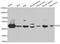 6-phosphogluconate dehydrogenase, decarboxylating antibody, STJ110021, St John