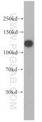 Heterogeneous nuclear ribonucleoprotein U antibody, 16365-1-AP, Proteintech Group, Western Blot image 