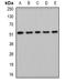 Probable histidyl-tRNA synthetase, mitochondrial antibody, orb341358, Biorbyt, Western Blot image 