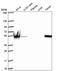 Spt1 antibody, NBP2-56477, Novus Biologicals, Western Blot image 