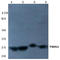 PYCARD antibody, AP06792PU-N, Origene, Western Blot image 