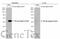 HA tag antibody, GTX628902, GeneTex, Western Blot image 