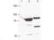 RBM35B antibody, TA319605, Origene, Western Blot image 