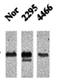 Heat shock 70 kDa protein 1A/1B antibody, orb67308, Biorbyt, Western Blot image 