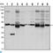 Forkhead Box D3 antibody, LS-C812603, Lifespan Biosciences, Western Blot image 