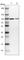 G-Patch Domain Containing 1 antibody, HPA043604, Atlas Antibodies, Western Blot image 